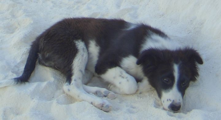 Border Collie Welpe