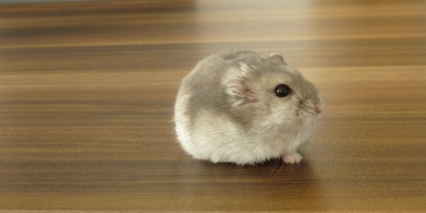 Hamster namen