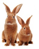 braune kaninchen kaninchenhaltung
