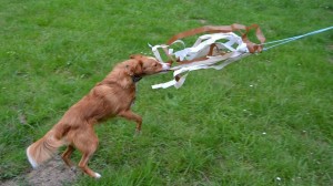 Reizangel für Hunde richtig einsetzen