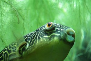 Kugelfisch im aquarium mit algen