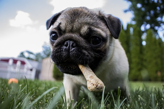 hundefutter leckerli