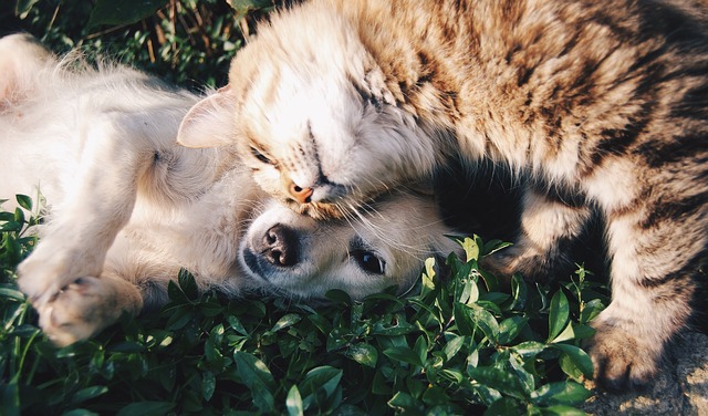 hund und katze schmusen auf wiese