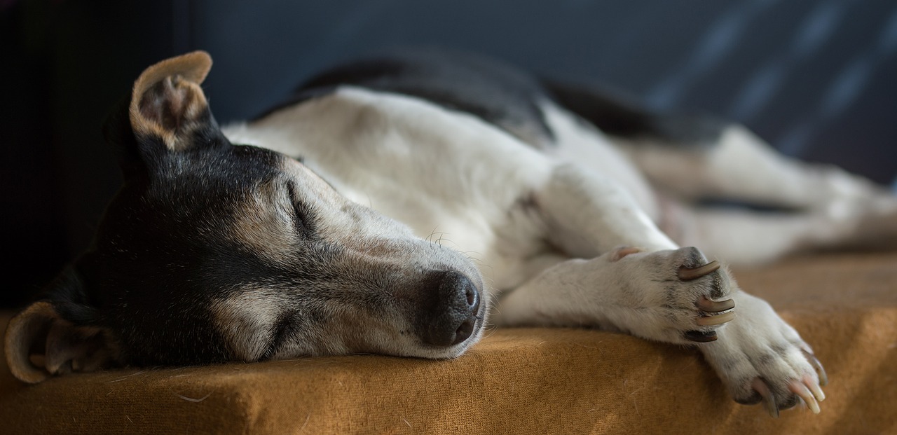Alter Jack Russel Terrier schläft - Barf für alte Hunde