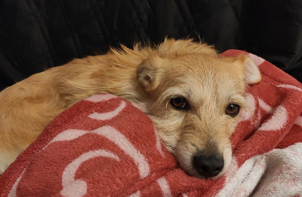 Wasserdichter HundeSofaschutz Geliebte Haustiere