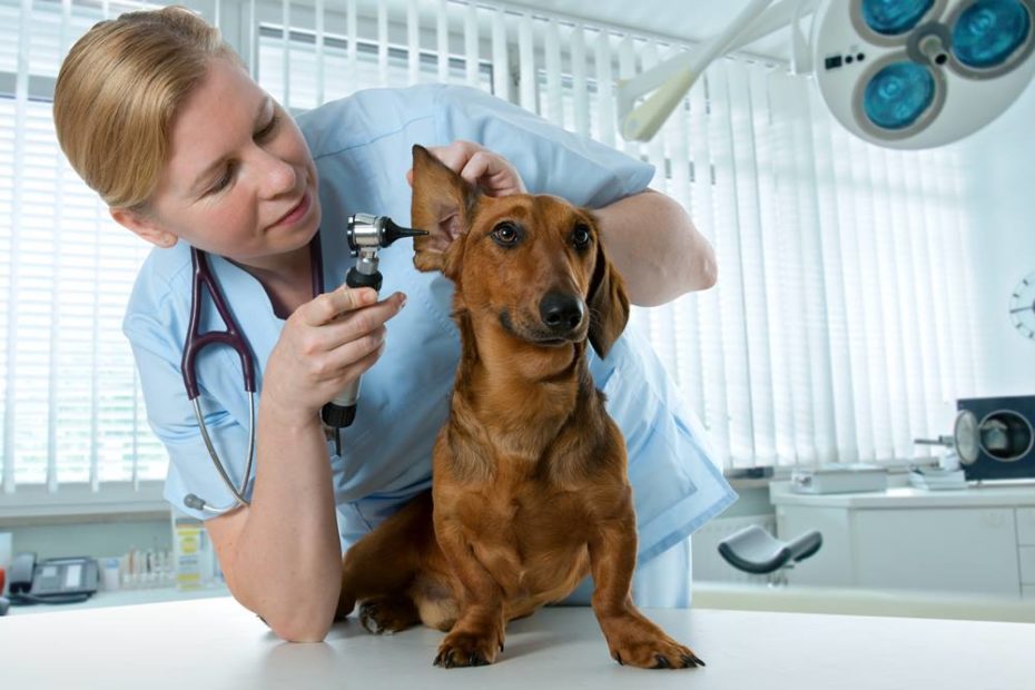 hund beim tierarzt